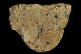 1.25" Ankylosaur Scute - Alberta (Disposition #000028-29) - #132068-2